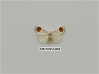 藏品(夜蛾775)的圖片